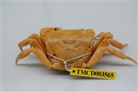 藏品(拉氏清溪蟹)的圖片